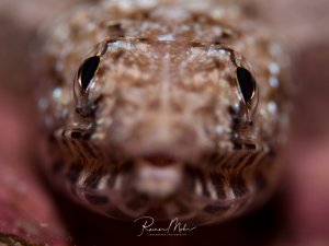 Eine Nahaufnahme eines Echsenfisches zeigt dessen charakteristisches reptilienartiges Gesicht mit den markanten, nach oben gerichteten Augen und dem breiten Maul. Die detailreiche Makroaufnahme erfasst die komplexe Hautstruktur und die perfekte Tarnung des am Boden liegenden Raubfisches.