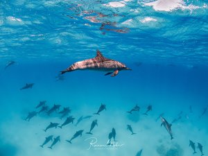 Ein Spinnerdelfin (Stenella longirostris) schwimmt unter der glitzernden Wasseroberfläche. Im Hintergrund ist ein großer Schwarm weiterer Delfine über dem Sandgrund zu sehen.