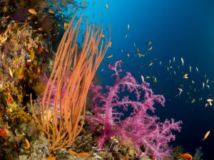 Orangefarbene Peitschenkorallen und rosa Weichkorallen auf einem Korallenriff im Roten Meer. Zwischen den Korallen schwimmen orangefarbene Fahnenbarsche (Pseudanthias squamipinnis).