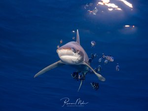 Ein Weißspitzenhochseehai (Longimanus) schwimmt majestätisch durch das tiefblaue Wasser und wird dabei von zahlreichen schwarz-weiß gestreiften Lotsenfish begleitet. Die kleinen Begleitfische nutzen den Hai als Transportmittel und profitieren von der Symbiose, während im Hintergrund die Wasseroberfläche sichtbar ist.
