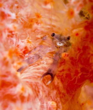 Eine kleiner transparenter Krebs mit charakteristischen schwarzen Augen sitzt auf einer orangeroten Koralle oder einem Schwamm. Das Tier zeigt eine perfekte Tarnung durch seine durchsichtige Körperstruktur und fügt sich harmonisch in die warmen Farbtöne der Umgebung ein.