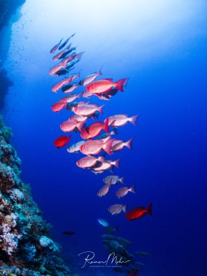Ein Schwarm Großaugenbarsche schwimmt elegant entlang einer Riffwand im tiefblauen Wasser. Die rosafarbenen bis rötlichen Fische bilden eine lockere Formation, während sie sich vom Korallenriff ins Freiwasser bewegen.