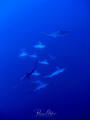 Graue Riffhaie gleiten in Formation durch das offene Blauwasser. Die silbrig schimmernden Körper heben sich eindrucksvoll gegen das intensive Blau des offenen Ozeans ab.