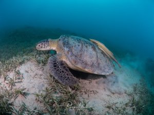 Eine Grüne Meeresschildkröte grast friedlich auf einer Seegraswiese am sandigen Meeresboden. Die Schildkröte wirbelt dabei Sand auf, was ihre natürliche Nahrungssuche im Seegras verdeutlicht.