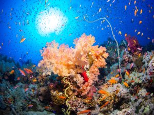Eine lebendige Riffszene mit prächtigen rosa-orangen Weichkorallen im Vordergrund, umgeben von bunten Rifffischen wie Fahnenbarsche und Anthias. Im Hintergrund ist ein dichter Schwarm kleiner Fische zu sehen, während das intensive Blau des Wassers die farbenfrohe Unterwasserlandschaft kontrastreich hervorhebt.