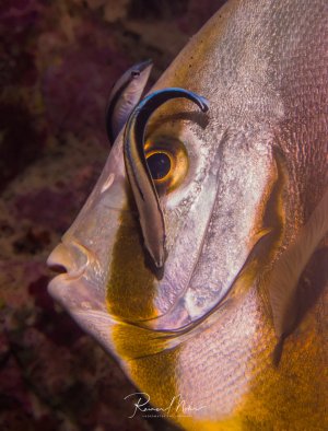 Ein Fledermausfisch lässt sich am Riff von zwei Putzerfischen reinigen. Das goldbraune Tier mit seiner markanten Hautstruktur wird von künstlichem Licht beleuchtet, was die Details der Kiemenöffnungen und die intensive Färbung hervorhebt.