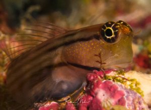 Ein Schleimfisch mit charakteristischen gelb umrandeten Augen und orangenen Punkten auf der Haut ruht zwischen bunten Korallen und Schwämmen. Der kleine Fisch zeigt das typische Verhalten seiner Art, indem er sich in einer geschützten Spalte des Riffs versteckt.