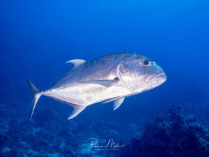 Eine große Stachelmakrele patrouilliert majestätisch über dem Riff. Der silbrig glänzende Raubfisch zeigt seine typische kräftige Körperform.