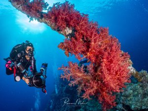 Unterwasserfotograf neben großen roten Weichkorallen, die an einer Wrackstruktur wachsen. Das Gegenlicht erzeugt eine stimmungsvolle Atmosphäre.