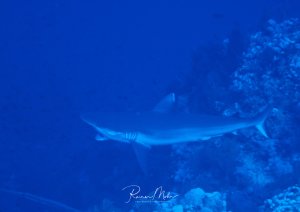 Ein Grauer Riffhai öffnet sein Maul an einer Outzerstation um sich die Zähne reinigen zu lassen. Der schlanke Hai zeigt seine charakteristische stromlinienförmige Gestalt und bewegt sich ruhig durch sein Revier zwischen den Korallenstöcken.