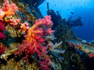 Ein farbenprächtig bewachsenes Wrack mit leuchtend roten und rosa Weichkorallen, die die Metallstrukturen überwuchert haben. Im blauen Wasser schwimmen zahlreiche kleine Rifffische, während das Wrack zu einem künstlichen Riff geworden ist.