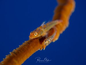 Ein Paar Peitschenkorallengrundeln auf ihrer Peitschenkoralle. Die winzigen Fische sind perfekt an die Farbe ihres Wirts angepasst.