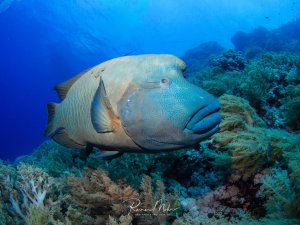 Ein imposanter Napoleonfisch schwimmt majestätisch über einem bunten Korallenriff. Der große Lippfisch zeigt seine charakteristische bläulich-grüne Färbung mit den typischen Labyrinth-Mustern am Kopf und den wulstigen Lippen.