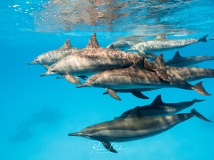Eine Gruppe von Delfinen schwimmt elegant durch das kristallklare blaue Wasser nahe der Oberfläche. Die Meeressäuger zeigen ihr typisches Sozialverhalten in einer lockeren Formation, wobei sowohl erwachsene Tiere als auch jüngere Exemplare zu erkennen sind.
