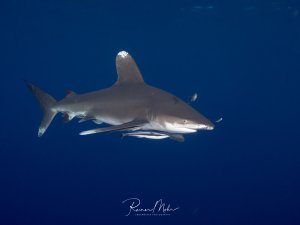 Ein eleganter Weißspitzenhochseehai (Longimanus) schwimmt majestätisch durch das tiefblaue Freiwasser. Der schlanke Hai zeigt seine charakteristische bläulich-graue Färbung und die typisch langen Brustflossen, während er ruhig durch das offene Meer gleitet.