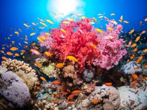 Leuchtend rote und rosa Weichkorallen thronen auf einem Korallenblock, umschwärmt von orangefarbenen Fahnenbarsch-Schwärmen im Gegenlicht.