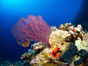 Eine lebendige Riffszene mit einer prächtigen roten Gorgonie (Fächerkoralle) als Hauptmotiv, umgeben von verschiedenen Hart- und Weichkorallen. Ein leuchtend roter Schwamm ist prominent im Vordergrund zu sehen, während das tiefblaue Wasser im Hintergrund die Farbkontraste der Korallenformation hervorhebt.