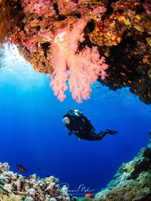 Ein Taucher schwebt im tiefblauen Wasser unter einem farbenprächtigen Riffdach mit leuchtend rosa Weichkorallen und bunten Hartkorallen. Die Szene zeigt die beeindruckende Biodiversität eines tropischen Korallenriffs mit verschiedenen Korallenarten und kleinen Rifffischen.