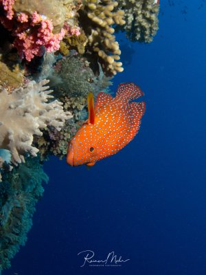 Ein leuchtend orangefarbener Juwelen-Zackenbarsch mit charakteristischen weißen Punkten schwimmt nahe einer bunten Korallenwand mit rosa Weichkorallen und verzweigten Steinkorallen. Der Fisch zeigt das typische Portrait-Profil mit dem markanten schwarzen Auge vor dem strahlend blauen Freiwasser.