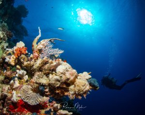 Ein Drackenkopf liegt auf einem farbenfrohen Korallenast, der in das Blauwasser ragt und wartet auf vorvbeischwimmende Beute. Die Tarnung dieser Skorpinsfischart ist meisterhaft. Ein Taucher erkundet in der Ferne die Szene. Die Sonne scheint durch die Wasseroberfläche und taucht das Riff in atmosphärisches Licht.
