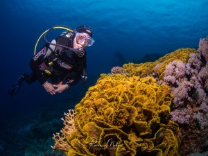 Ein Taucher betrachtet eine beeindruckende große gelbe Salatkoralle am Riff. Die Koralle zeigt ihre charakteristische gefaltete Struktur in leuchtend gelbem Farbton, während im Hintergrund weitere Korallenbewüchse zu sehen sind.