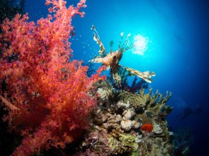 Ein Rotfeuerfisch schwebt elegant über einem bunten Korallenriff mit leuchtend pinken Weichkorallen. Die charakteristischen, fächerförmig ausgebreiteten Brustflossen des Fisches heben sich dramatisch gegen das tiefblaue Wasser und die Sonnenstrahlen im Hintergrund ab.