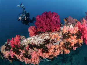 Ein Unterwasserfotograf schwebt über einem mit bunten Weichkorallen (Dendronephthya) bewachsenen Riffvorsprung im Roten Meer. Die Korallen leuchten in Pink, Rosa und Orange.