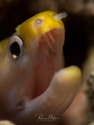 Supermakro-Portrait einer kleinen Gelbkopfmüränel mit weit geöffnetem Maul.