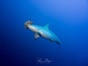 Ein majestätischer Bogenstirn-Hammerhai gleitet elegant durch das tiefblaue Freiwasser. Die charakteristische hammerförmige Kopfverbreiterung und die stromlinienförmige Körperform sind deutlich zu erkennen, während der Hai in seiner natürlichen Umgebung patroulliert.
