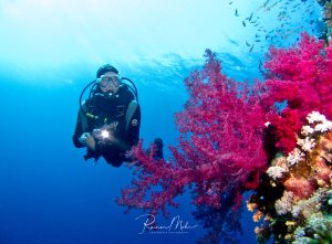 Ein Taucher schwebt neben einer prächtigen violett-pinken Weichkoralle in tiefblauem Wasser. Die leuchtenden Farben der Koralle bilden einen spektakulären Kontrast zum intensiven Blau des umgebenden Wassers, während kleine Fische im Hintergrund zu erkennen sind. Diese Aufnahme enstand mit Selbstauslöser und zeigt den Inhaber dieser webseite