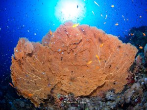 Eine imposante Gorgonie (Fächerkoralle) dominiert die Riffszene, umgeben von bunten Rifffischen und kleineren Korallen. Die orangerote Weichkoralle ist vollständig entfaltet und zeigt ihre charakteristische fächerförmige Struktur, während sich im Hintergrund das tiefblaue Wasser mit der Sonne abzeichnet.