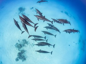 Ein großer Schwarm von Delfinen schwimmt elegant durch das kristallklare blaue Wasser. Die Meeressäuger bewegen sich in typischer Formation durch das Blauwasser, während Luftblasen ihre Bewegungen begleiten.