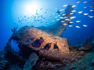 Ein stark bewachsenes Wrack liegt auf dem Meeresgrund, überzogen mit Korallen und Schwämmen in warmen Rot- und Orangetönen. Schwärme von kleinen Rifffischen, darunter weiße und bläuliche Arten, schwimmen um das Wrack herum, während das blaue Wasser von Sonnenlicht durchflutet wird.