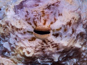 Ein perfekt getarnter Krake zeigt seine beeindruckende Fähigkeit zur Anpassung an die Umgebung. Das charakteristische Auge mit der horizontalen Pupille ist deutlich erkennbar, während die Hautstruktur und -färbung nahezu perfekt mit dem steinigen Untergrund verschmilzt.