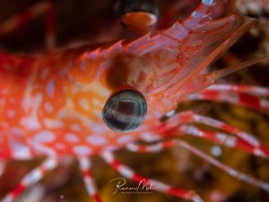 Supermakro-Aufnahme des Auges einer Tanzgarnele (Rhynchocinetes durbanensis). Das kugelförmige Facettenauge schimmert grünlich, der rote Körper mit weißen Punkten ist im Hintergrund sichtbar.