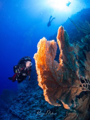 Ein Taucher bewundert imposante orange Gorgonien an einer Riffwand, die im blauen Wasser spektakulär von der Sonne beleuchtet werden. Die großen Ploypenkolonien zeigen die typische fächerartige Wuchsform und leuchten in kräftigen Orange- und Rottönen.