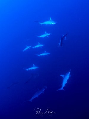 Ein Schwarm Bogenstrin-Hammerhaie patrouilliert im tiefblauen Wasser. Die eleganten Räuber schwimmen in lockerer Formation in verschiedenen Tiefen.