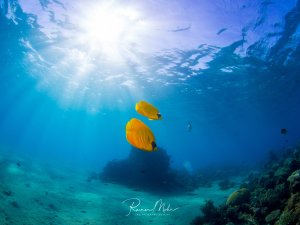 Zwei leuchtend gelbe Maskenfalterfische schwimmen elegant durch das kristallklare Blauwasser, während dramatische Sonnenstrahlen von der Oberfläche in die Tiefe dringen. Die Fische befinden sich über einem Riffhang mit Korallenbewuchs, wodurch ein beeindruckender Kontrast zwischen dem strahlenden Gelb der Tiere und dem tiefblauen Wasser entsteht.