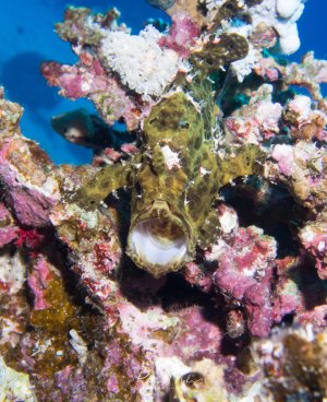 Ein grüner Anglerfisch sitzt perfekt getarnt zwischen Korallen und zeigt sein charakteristisches Verhalten, indem er sein Maul weit öffnet. Die gelblich-braune Färbung und die typischen Hautpapillen helfen ihm dabei, mit der Riffumgebung zu verschmelzen. Die Korallen wurden in der Nachbearbeitung entsättigt um den Fisch hervorzuheben