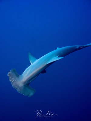 Ein Hammerhai gleitet elegant durch das tiefblaue Freiwasser. Die charakteristische hammerförmige Kopfform (Cephalofoil) ist deutlich zu erkennen, während der Hai in einer typisch entspannten Schwimmhaltung durch das Blauwasser zieht.