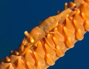 Auf dem Bild ist eine Drahtkorallen-Garnele (Pontonides loloata) auf einer Koralle zu sehen. Die perfekte Tarnung der Garnele schützt sdie vor Fressfeinden.