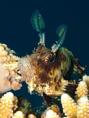 Ein Rotfeuerfisch schwimmt zwischen gelben Weichkorallen und zeigt seine charakteristischen, fächerartigen Brustflossen mit den giftigen Flossenstrahlen. Die markanten Streifen und die majestätische Haltung des Raubfisches sind deutlich vor dem blauen Hintergrund zu erkennen.