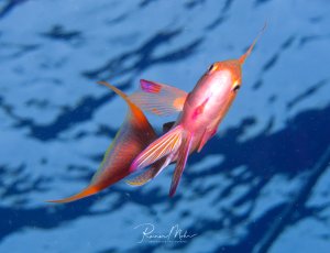Ein leuchtend rosa-orange gefärbter Fahnenbarsch schwimmt elegant im blauen Freiwasser. Die prächtigen Farben und die charakteristische Körperform mit den verlängerten Flossen sind deutlich zu erkennen.
