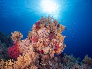 Ein üppig mit bunten Weichkorallen bewachsener Korallenblock im Gegenlicht, umgeben von Fahnenbarsch-Schwärmen im blauen Freiwasser.