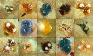 Eine Sammlung verschiedener Meeresborstenwürmer (Polychaeten) auf sandigem Untergrund, die ihre charakteristischen federartigen Kiemenkronen in unterschiedlichen Farben und Formen zeigen. Die Würmer sind in verschiedenen Größen und Farbvariationen zu sehen - von leuchtend orange und rot über blau bis hin zu braun und gelb.