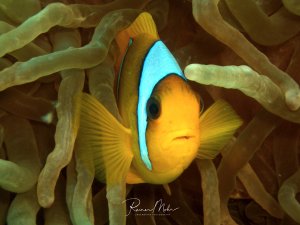 Ein Rotmeer-Anemonenfisch versteckt sich zwischen den Tentakeln seiner Wirtanemone. Der orange-gelbe Fisch mit dem charakteristischen türkisblauen Kopfband lebt in perfekter Symbiose mit der Anemone, die ihm Schutz vor Fressfeinden bietet.