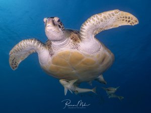 Grüne Meeresschildkröte von unten mit weit ausgebreiteten Flossen, begleitet von zwei Schiffshaltern an ihrem Bauchpanzer.