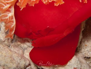 Eine knallrote Imperatorgarnele sitzt neben dem Mantel einer Spanischen Tänzerin. Die Symbiose dieser beiden Arten ist häufig, die meisten Spanischen Tänzerinnen leben mit dieser Garneleart zusammen.