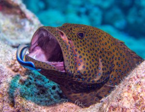 Ein Blaupunkt-Zackenbarsch öffnet weit sein Maul und wird dabei von einem kleinen blauen Putzerfisch gereinigt. Die Szene zeigt eine typische Symbiose am Riff, bei der der Putzerfisch Parasiten und abgestorbene Hautstücke aus dem Maul des Barsches entfernt.