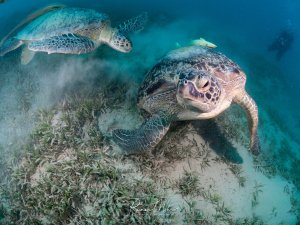 Zwei Grüne Meeresschildkröten grasen friedlich auf einer Seegraswiese am sandigen Meeresboden. Die Schildkröten sind beim Weiden zu beobachten, wobei ihre Bewegungen kleine Sandwolken aufwirbeln.